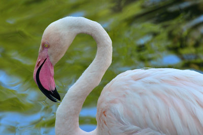 Flamingo 3.jpg