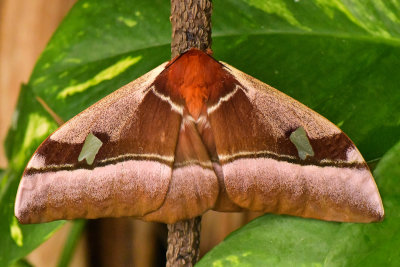 Giant Silk Moth.jpg