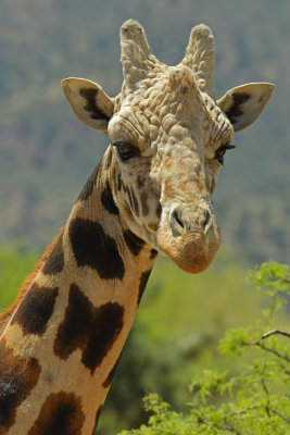 Giraffe 2.jpg