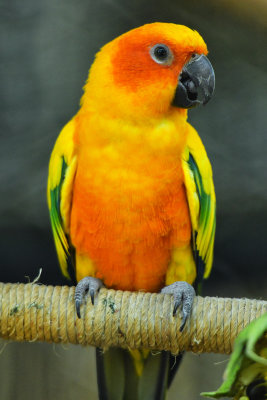 Golden Parrot.jpg