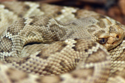 Great Basin Rattlesnake.jpg