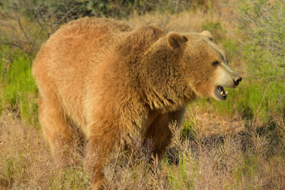 Grizzly Bear 1.jpg