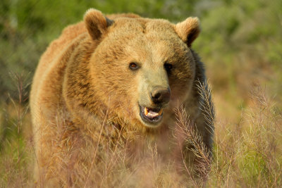 Grizzly Bear 2.jpg