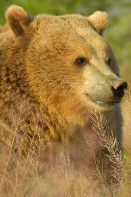 Grizzly Bear 3.jpg