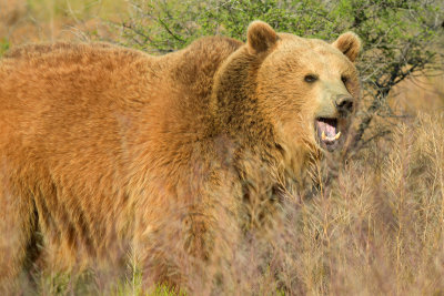 Grizzly Bear 4.jpg