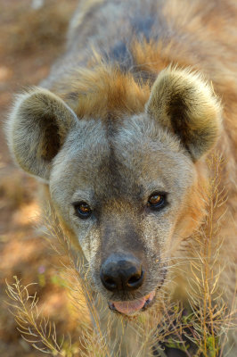 Hyena 1.jpg