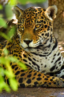 Jaguar 2.jpg