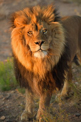 Lion 2.jpg