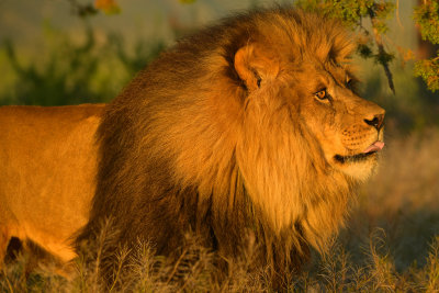 Lion 3.jpg
