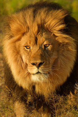 Lion 5.jpg