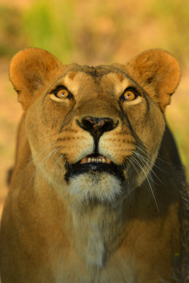 Lioness 1.jpg
