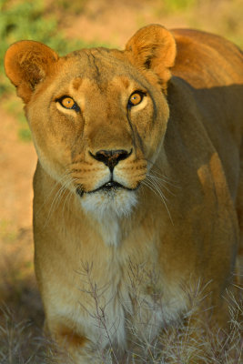 Lioness 2.jpg