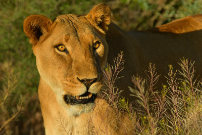 Lioness 3.jpg