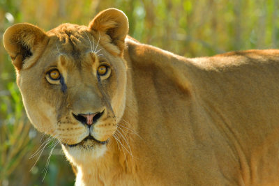 Lioness 4.jpg