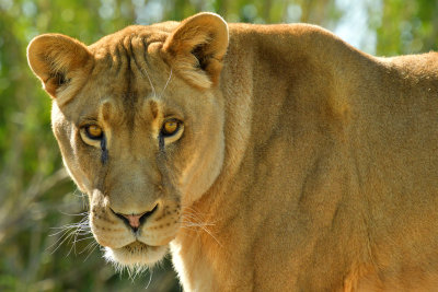 Lioness 5.jpg