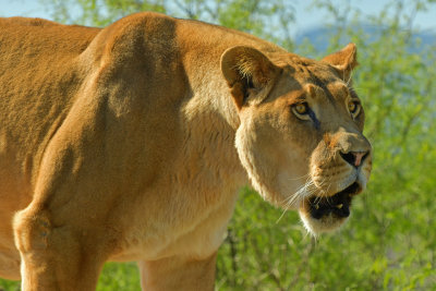 Lioness 6.jpg