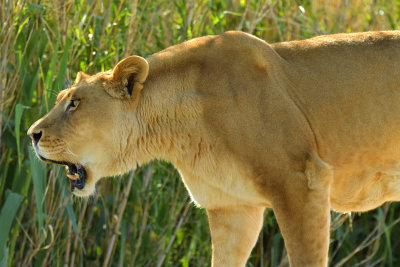 Lioness 7.jpg