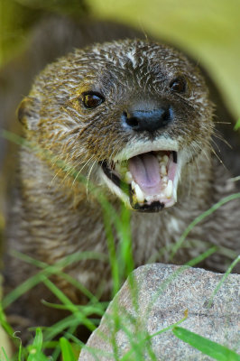 North American River Otter 1.jpg