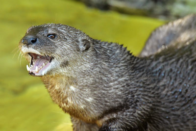 North American River Otter 2.jpg