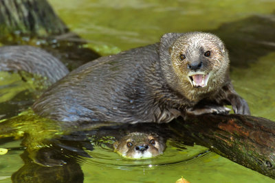 North American River Otters.jpg