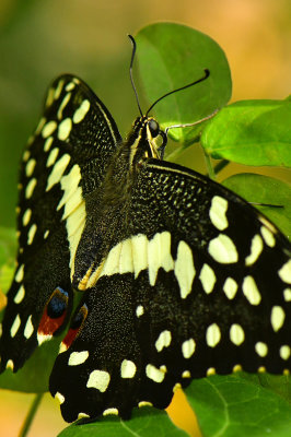 Orchard Swallowtail 6.jpg