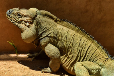 Rhinocerous Iguana.jpg