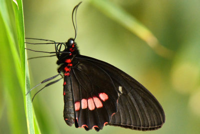 Ruby Spotted Swallowtail 1.jpg