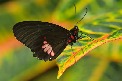 Ruby Spotted Swallowtail 2.jpg
