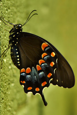 Spicebush Swallowtail.jpg