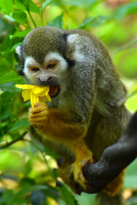 Squirrel Monkey 3.jpg