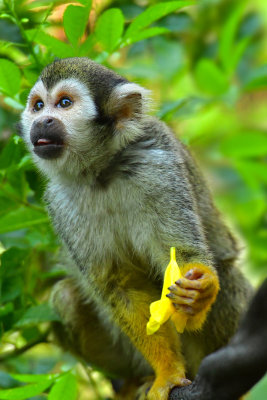 Squirrel Monkey 4.jpg