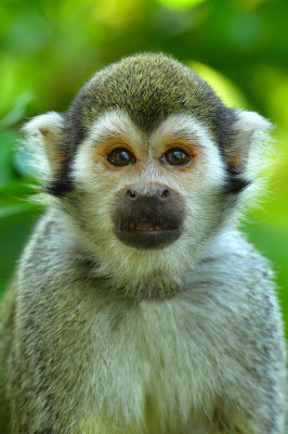 Squirrel Monkey 6.jpg