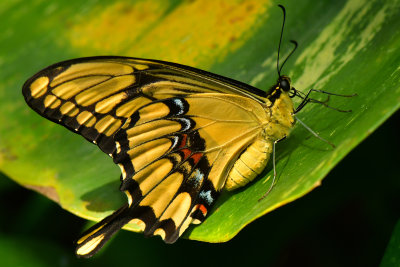 Thaos Swallowtail 2.jpg