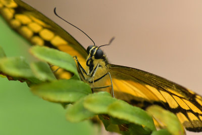 Thoas Swallowtail 1.jpg