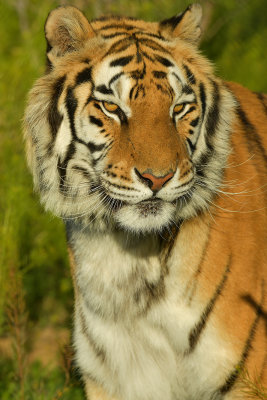 Tiger 3.jpg