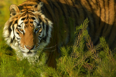 Tiger 4.jpg