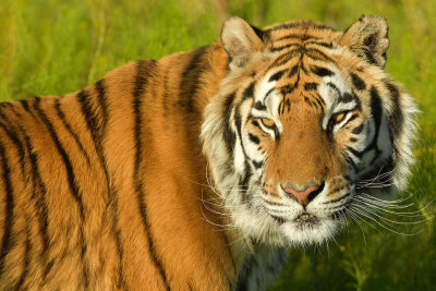 Tiger 5.jpg