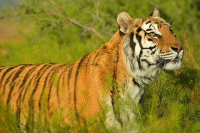 Tiger 6.jpg