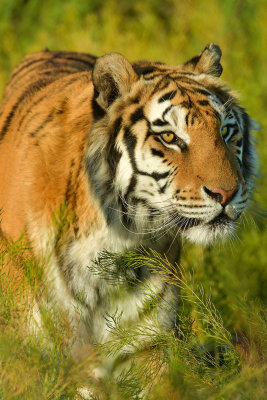Tiger 7.jpg