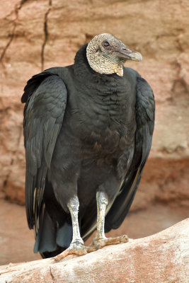 White Throated Vulture.jpg