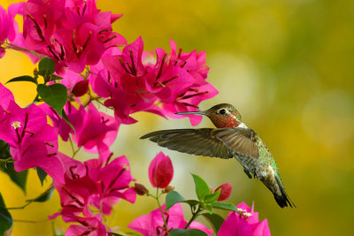 Hummingbird 12.jpg