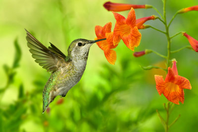 Hummingbird 15.jpg