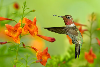 Hummingbird 3.jpg