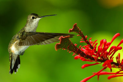 Hummingbird 5.jpg