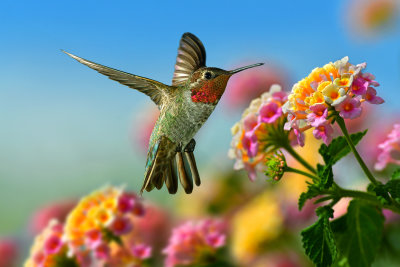 Hummingbird 6.jpg