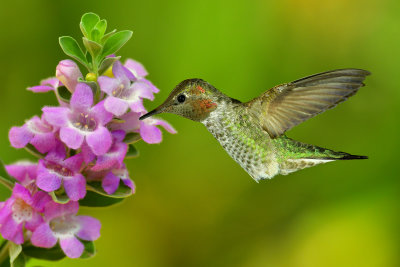Hummingbird 7.jpg