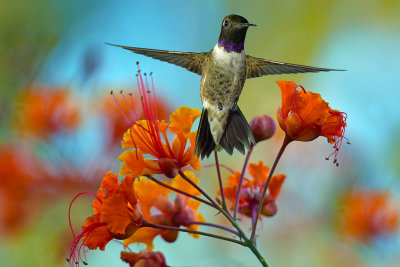 Hummingbird 8.jpg