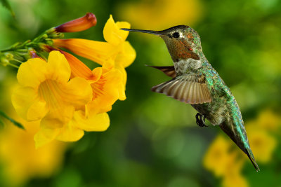 Hummingbird 9.jpg