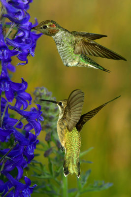 Hummingbird 20.jpg