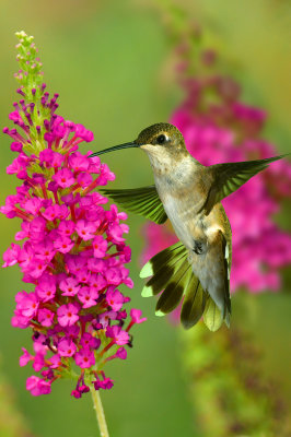 Hummingbird 25.jpg
